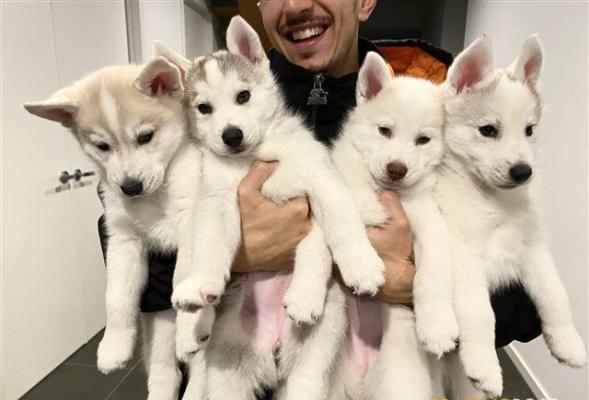Blessed with 7 adorable Siberian Husky Puppies